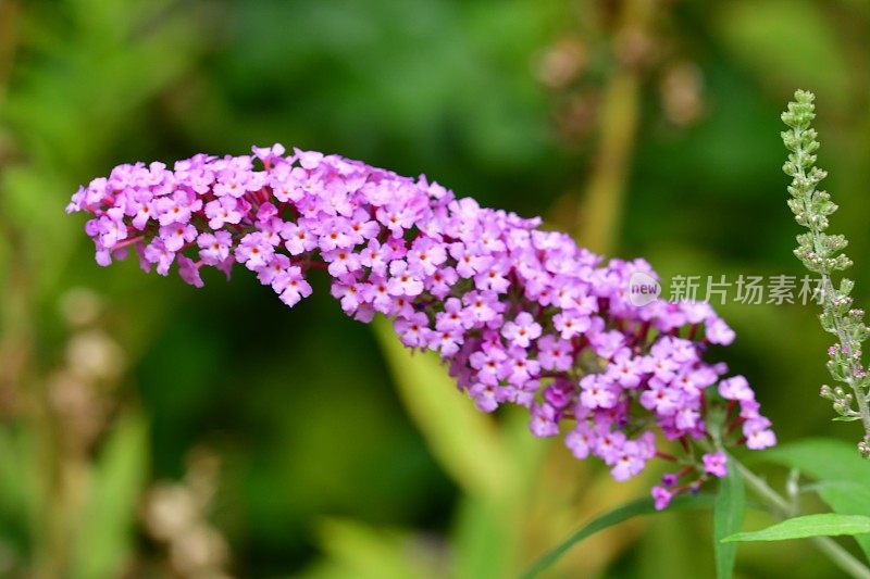 budleja / Butterfly Bush /夏季丁香